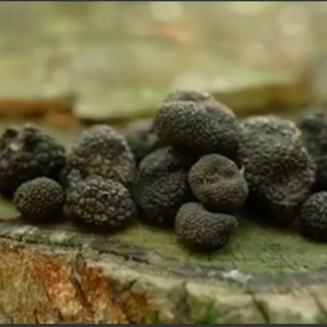 Lov na tartufe - Truffles hunting